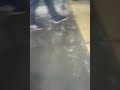 معاصر الزيتون في الاردن وكيفية انتاج زيت الزيتون الاردني معاصر الزيتون في الاردن وكيفية انتاج زيت الزيتون الاردني