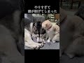 猫が犬の頭をぺろぺろしすぎてこうなってしまった...#shorts