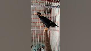 beo siulan alam suara merdu#suryabeo