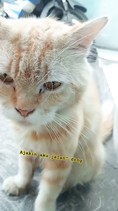 ajakin dong kawann