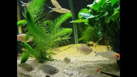 Hệ Sinh thái cá Cầu Vồng