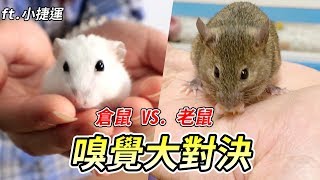 【維鼠日記】嗅覺大對決!誰才是貪吃鬼?【倉鼠VS.老鼠】#41 ft.倉鼠人 小捷運