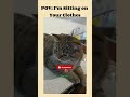 Lovely cat videos | American cat lovers | #shorts #viral #america #usa #catshorts #catmoments #funny