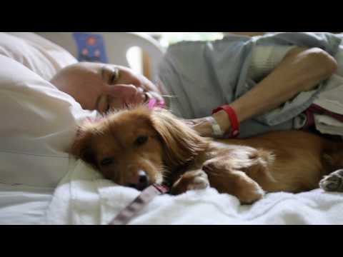 Animal-Assisted Therapy- The Healing Power of Animals