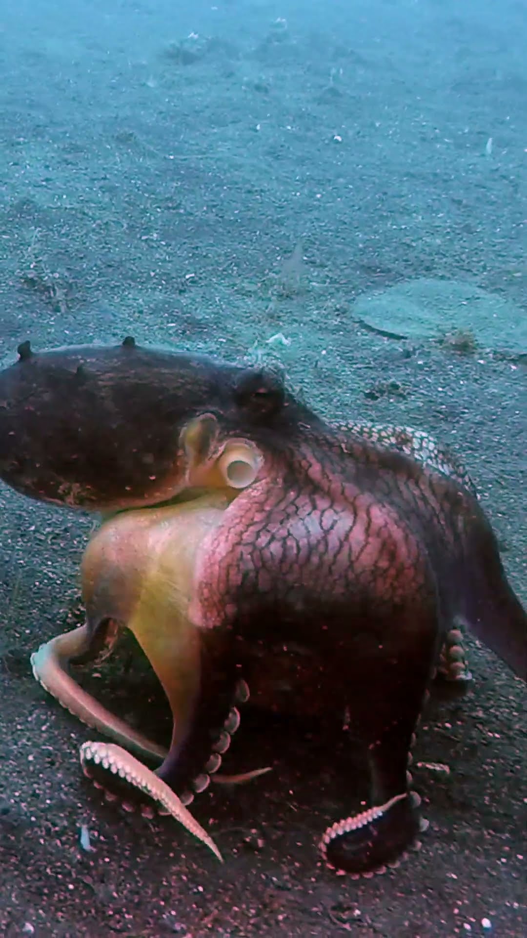 Octopus Runs Off With Coconut Shell || ViralHog