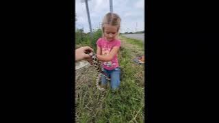 Michigan copperhead, 'fox snake'