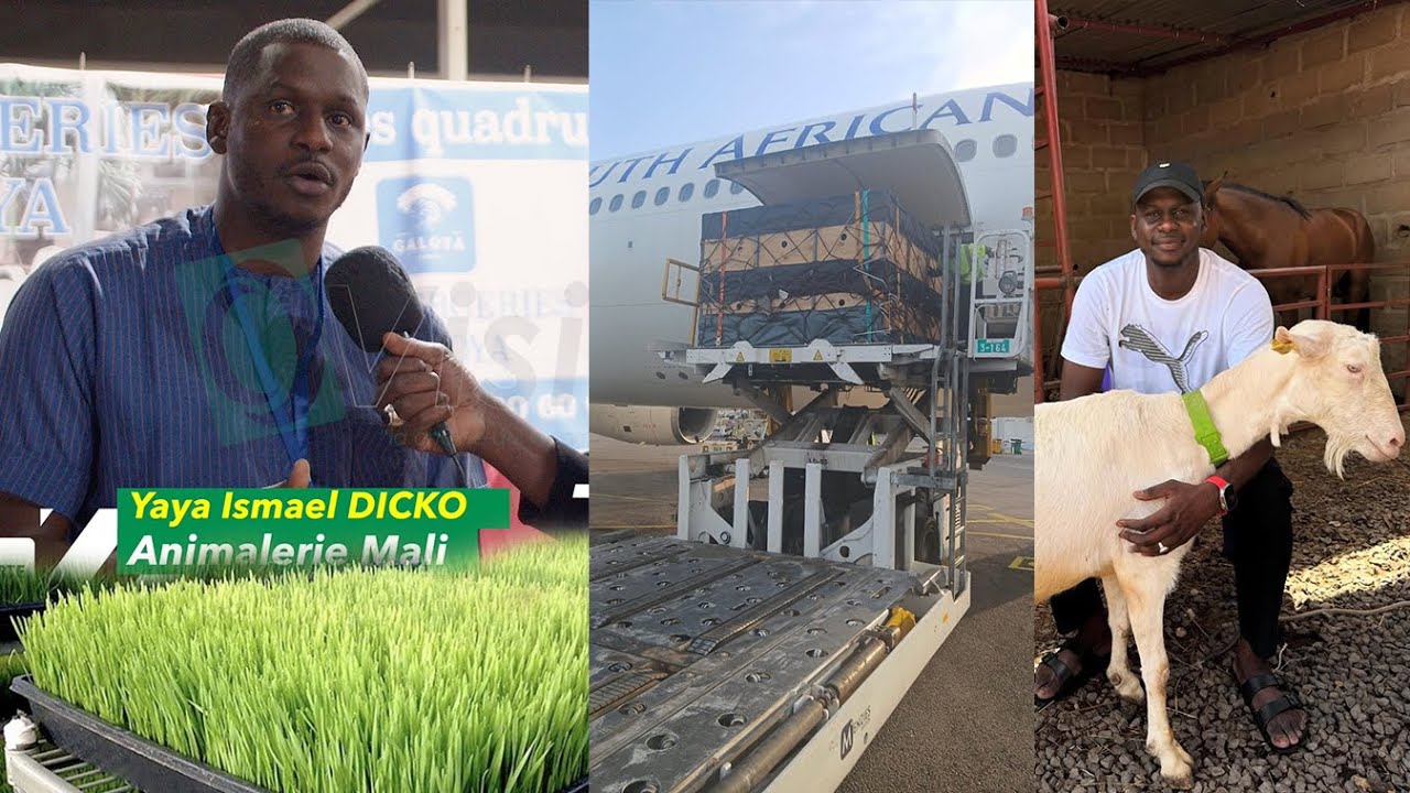 ADAM 2025: Yaya Ismael Dicko Animalerie Mali, nous livre ses impressions sur l'élevage en Afrique..