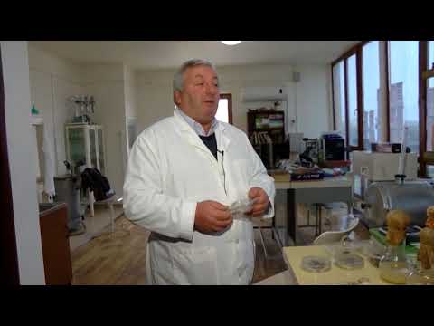 გურიის ახალი ამბები -  არის თუ არა აზიური ფაროსანა მცენარეებში დაავადების გადამტანი