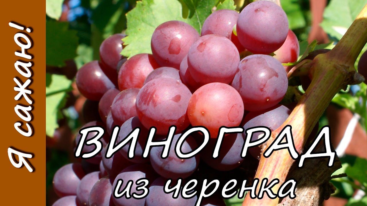 Саженцы виноградов: основные правила выращивания в Подмосковье