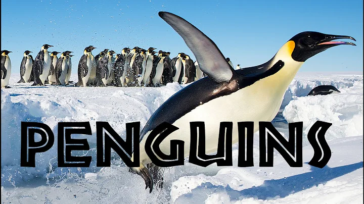 All About Penguins for Kids: Penguins of the World for Children - FreeSchool - DayDayNews