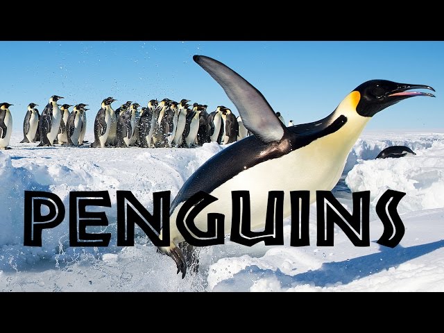 The Penguins - PENGUINS