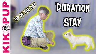 Building DURATION to STAY  Dog Training Tip of the Day