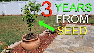 Year 3 Growing Mandarin Orange Tree From Seed: Quick Plant Update