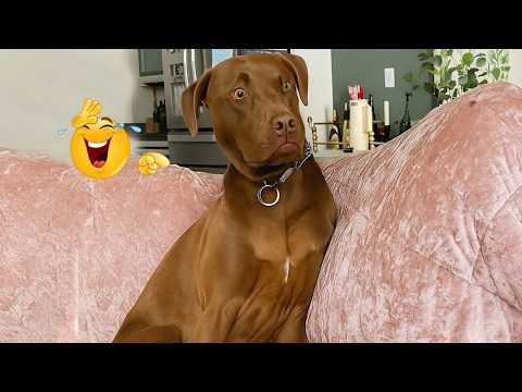 Funniest Dogs On The Internet Right Now 😂 Best Funny Animals 2026