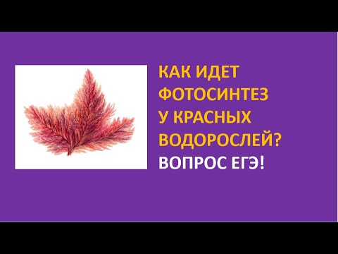 Видео: Взаимодействия организъм и среда и диференцирани модели на генна експресия сред откритите крайбрежни и естуарни популации на Porphyra Umbilicalis Kützing (Rhodophyta) в северозапад