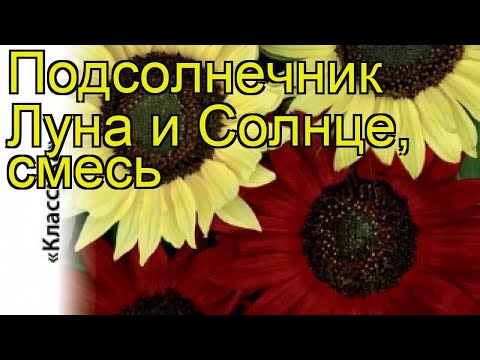 Подсолнечник обыкновенный Луна и Солнце. Краткий обзор, описание характеристик helianthus annus