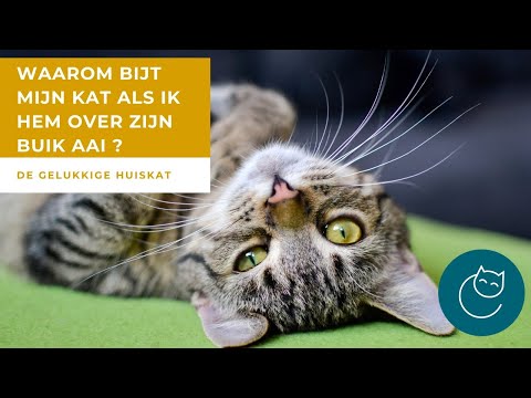Video: Waarom Buigt Een Kat Zijn Rug Als Hij In Gevaar Is?
