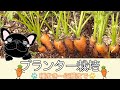 【家庭菜園】プランターで栽培したミニにんじん収穫まで３ヶ月半の記録