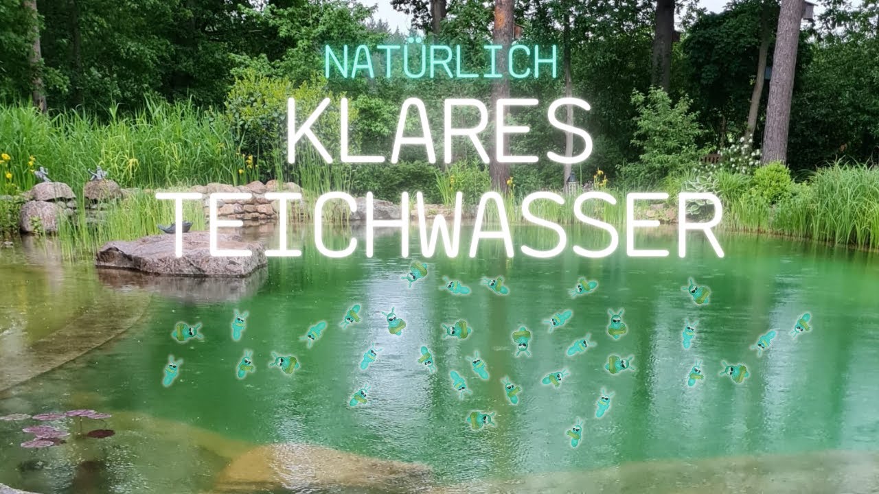 Klares Teichwasser im Schwimmteich oder Garteinteich mit Teichklar