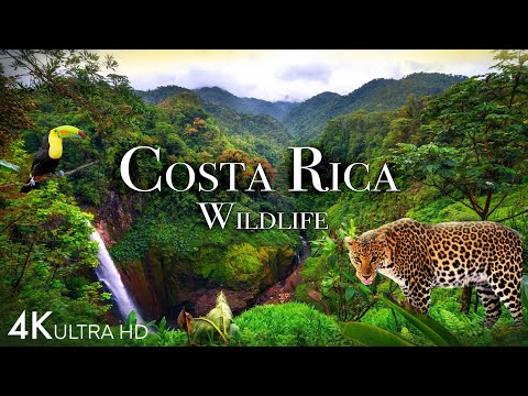 Costa Rica Wildlife