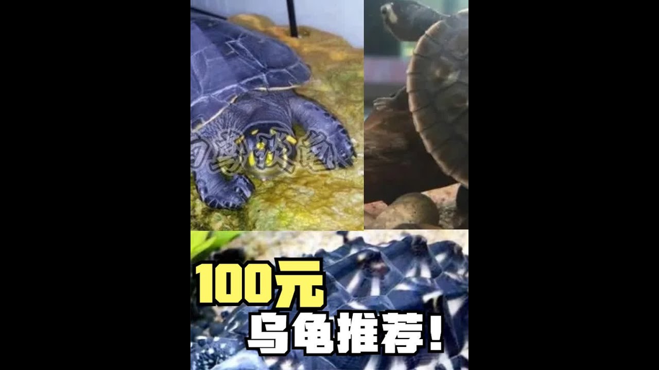 100元能买到什么龟？哪些龟既好看又好养呢？百元乌龟推荐！ #乌龟 #新手养龟 - YouTube