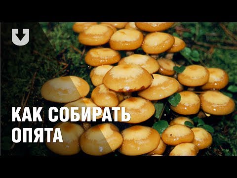 Как собирать опята и что из них готовить?
