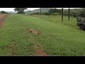 Cheetah chasing his kill of a baby Warthog