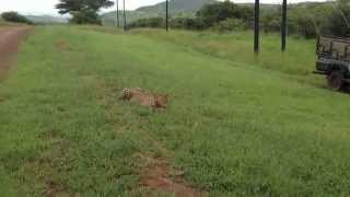 Cheetah chasing his kill of a baby Warthog