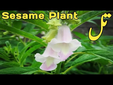 How to Grow