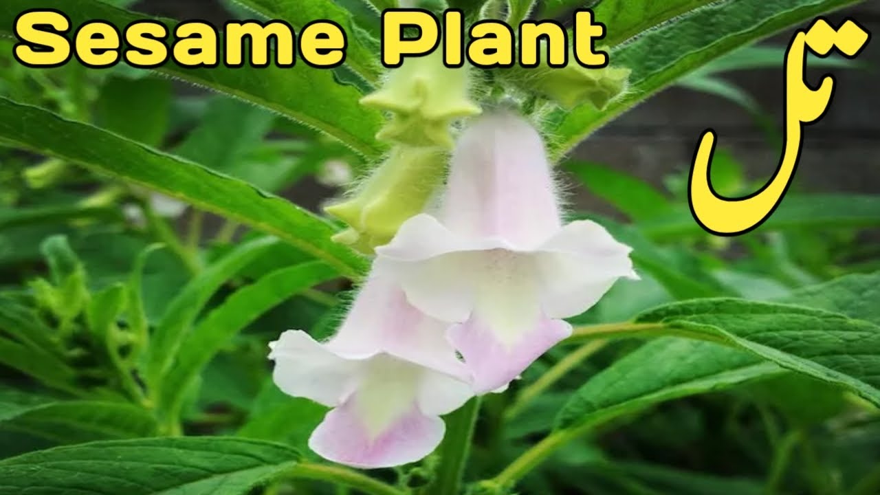 How to Grow Sesame Plant at Home How to Grow Sesame Seeds at Home