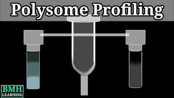 Polysome Profiling