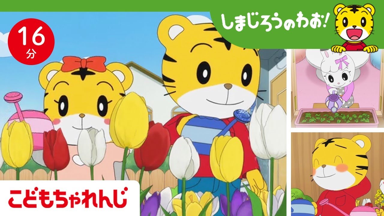 【16分アニメ】ワクワク！お花のお世話にチャレンジ🌷 つづけられるってすごい！ | 植物のお世話・命の大切さ | しまじろうのわお！アニメ | しまじろうチャンネル公式