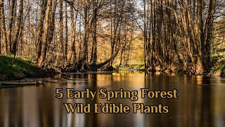 5 Early Spring Forest Edible Wild Plants