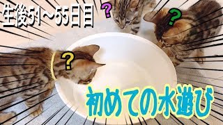 【生後51〜55日目】ベンガル子猫達に初めて水遊びさせてみた！ベルの子猫の成長記録