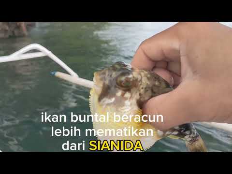 Ikan buntal beracun