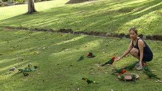 Surrounded by Wild Parrots by Minda2022 77 views 2 years ago 1 minute, 52 seconds