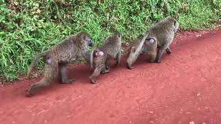 Vlog 1 Tanzanie Macartedumonde