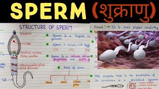 Structure of sperm | sperm structure | structure of sperm class 12 biology