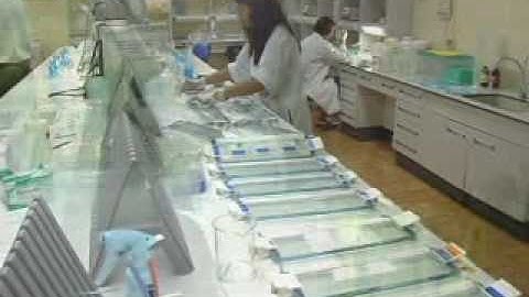 SNPs in rice DNA and their relation to genetic variation in rice varieties