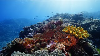 Great Astrolabe Reef Fiji | relaxing 4K underwater video