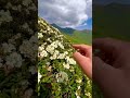Цветение рододендрона 🌸 суровых горах 🏔 Цумадинский район 🦅 окрестности с В.Н Гаквари🏔😎🦅👍