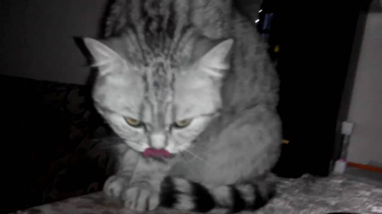 Кошка умывается после еды.Скоттиш-страйт.Cat washes after meal.Skottish-straights.