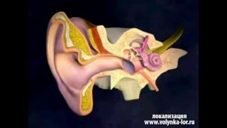 орган слуха