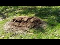 Fire Ants- 2  A cheap way to kill fire ants