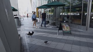 How the rooster became one of Miami’s iconic birds