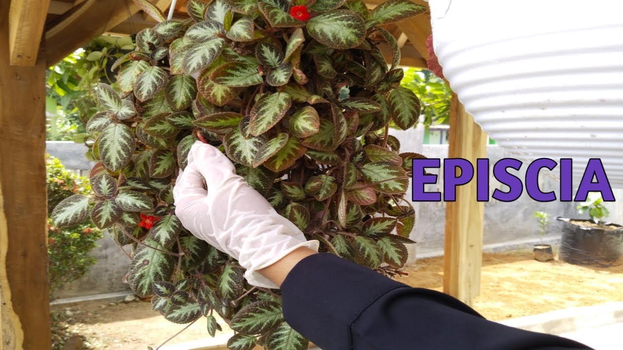 Propagasi dan Merawat Tanaman Episcia Silver Shield Care and