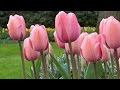 Tulip pink impression  farmergracycouk