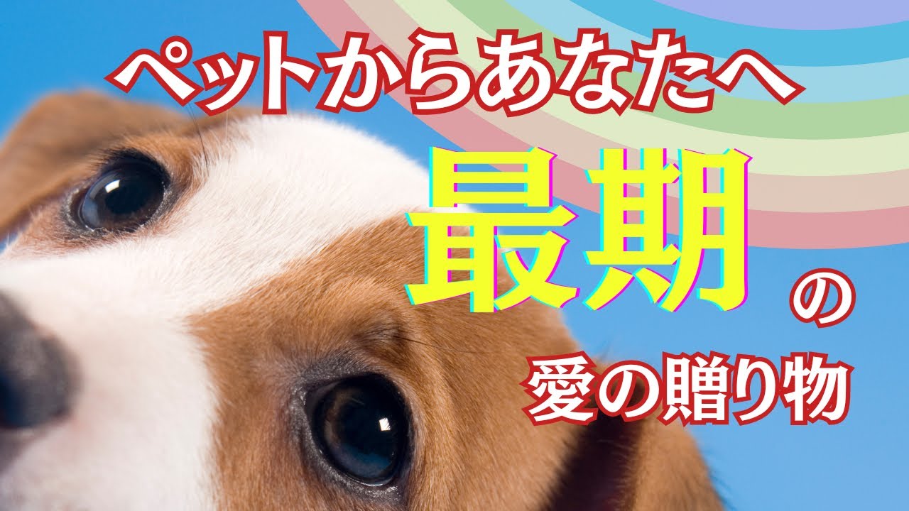 亡くなったペットが最期に残したあなたへのメッセージ