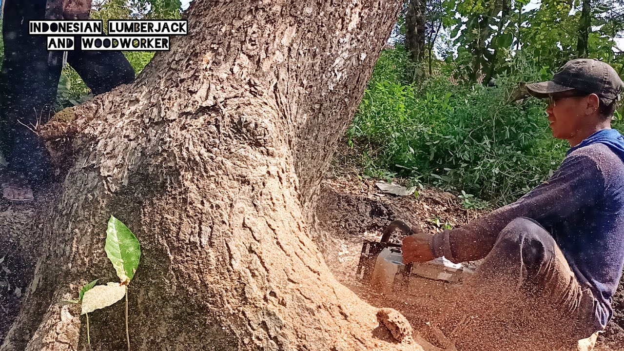 DANGEROUS felling trees!! The wood is super, Stihl ms 881 chainsaw ...
