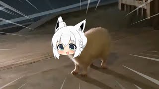 Fubuki white fox friend | Animal hololive